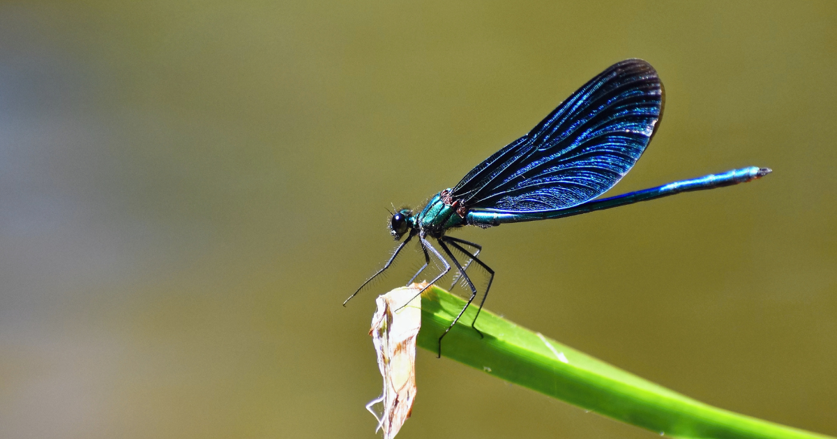 What Does Dragonfly Tattoo Mean